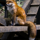 Zao Fox Village
